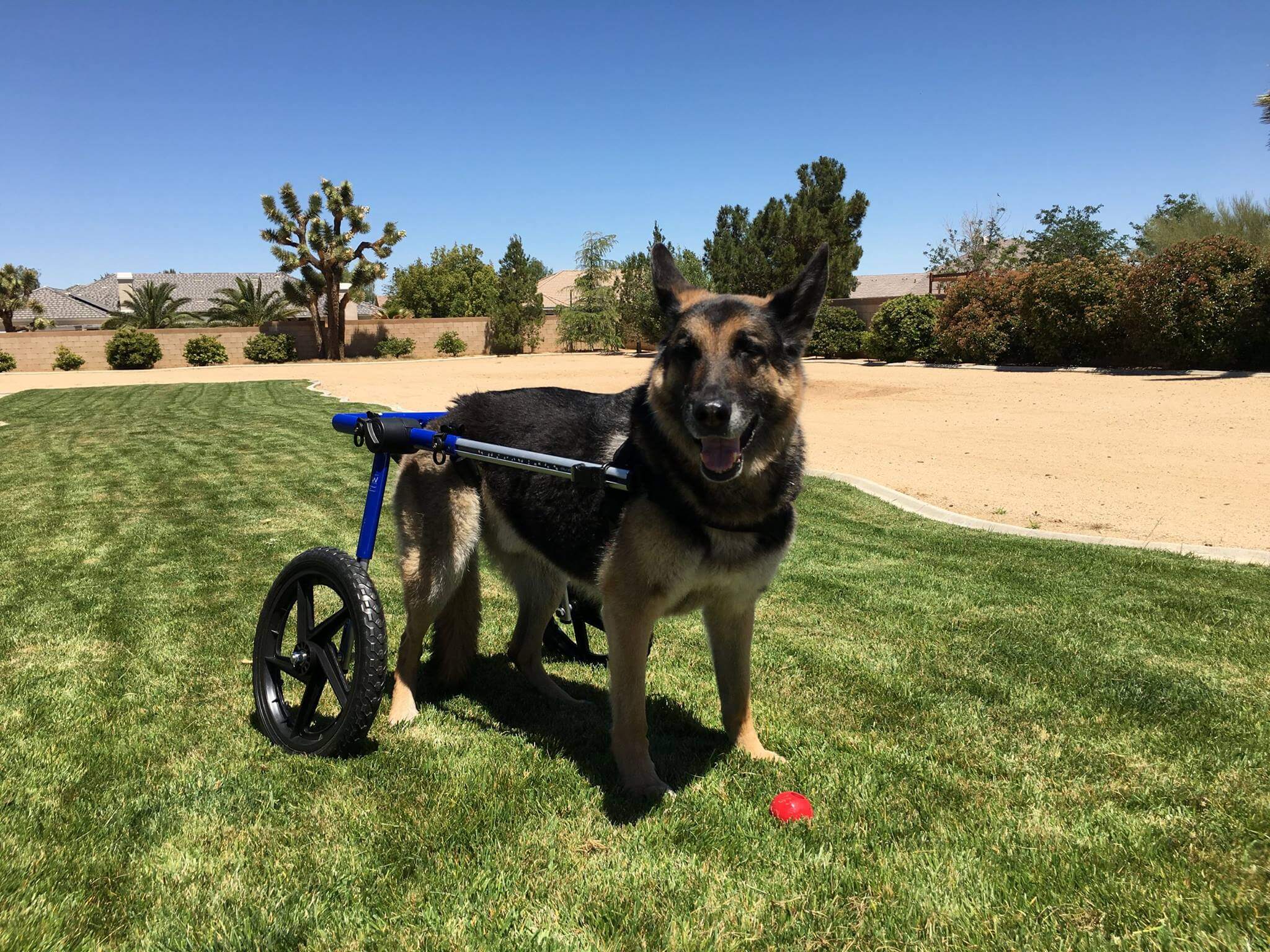 German shepherd with degenerative myelopathy in a cart