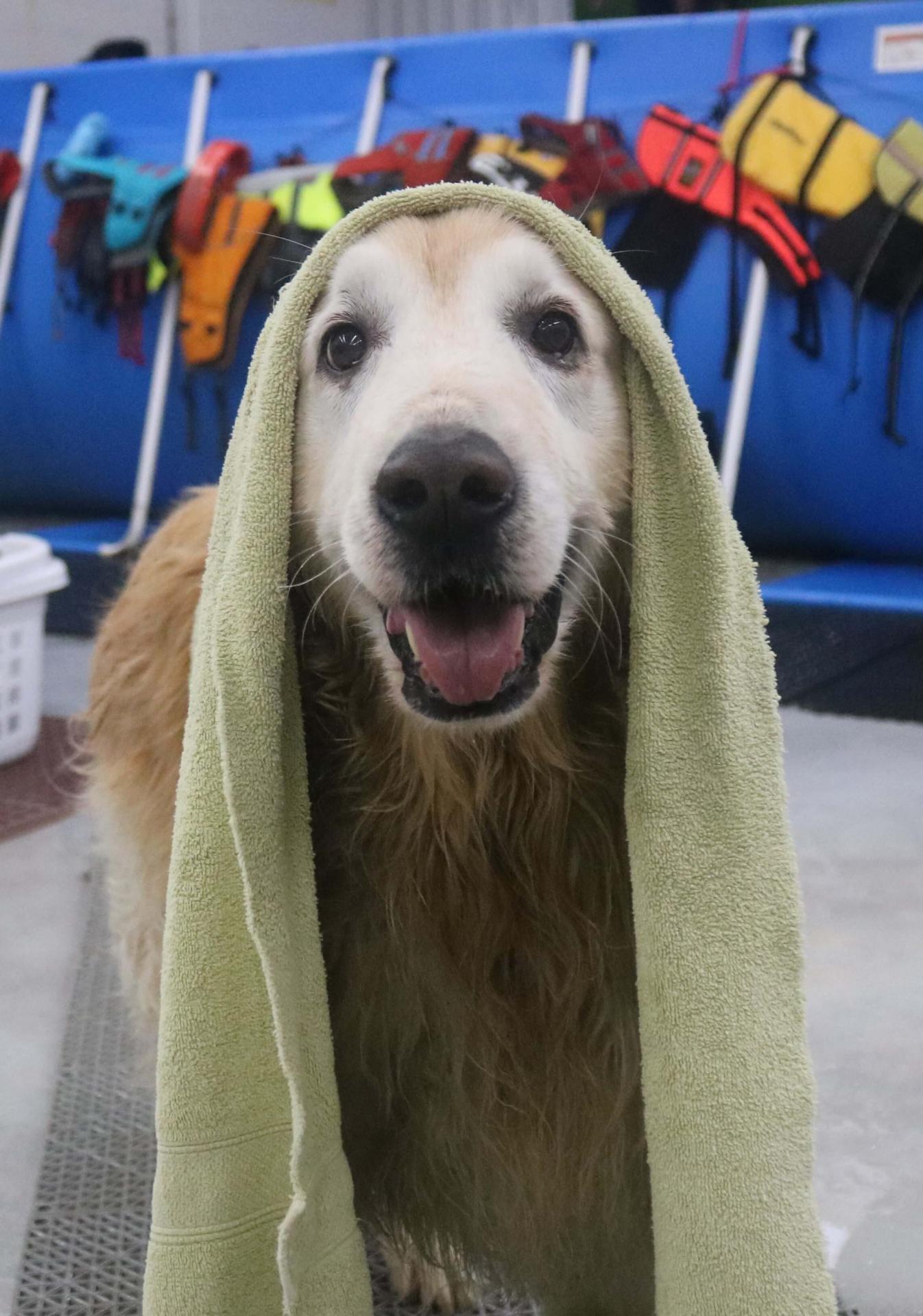 Golden retriever with a towel on it's head