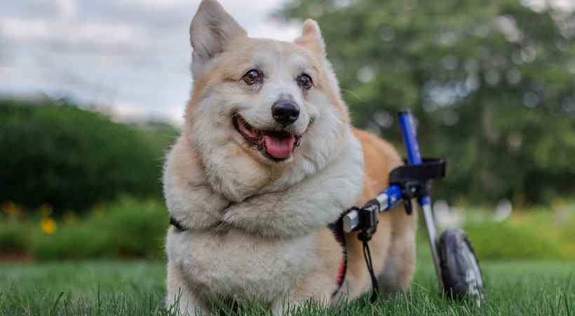 Corgi in a wheelchair