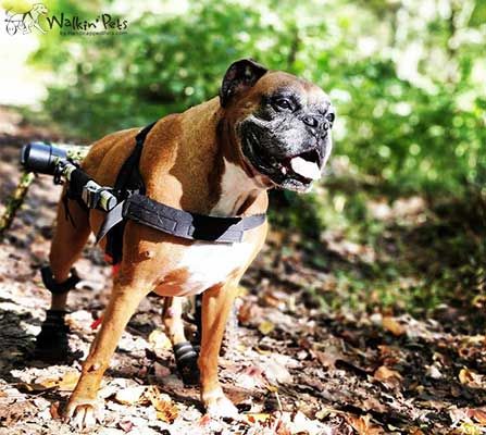 Boxer with a wheelchair