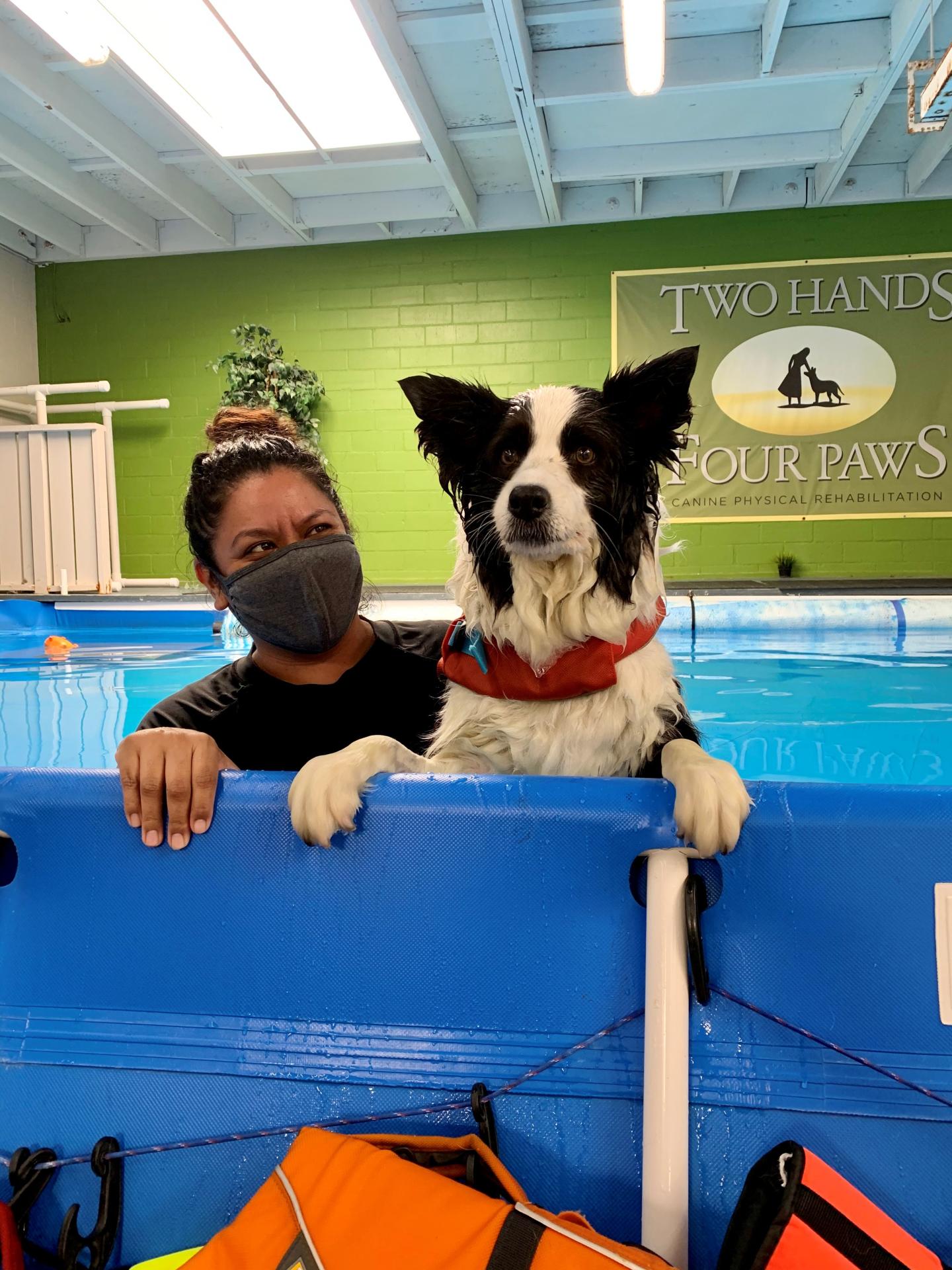 hydrotherapy at Two Hands Four Paws