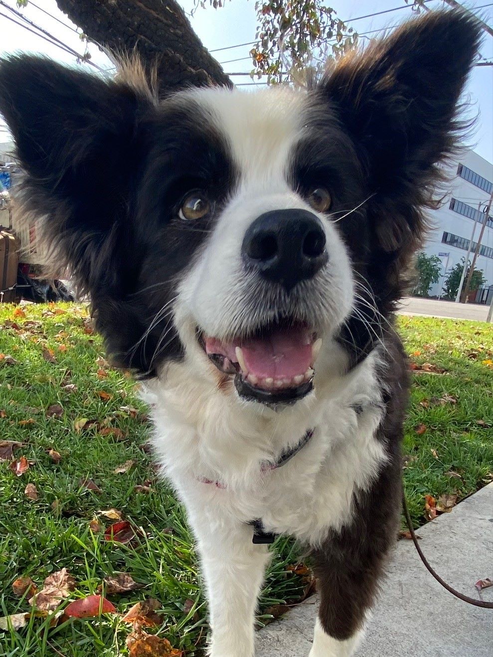 Smiling border collie