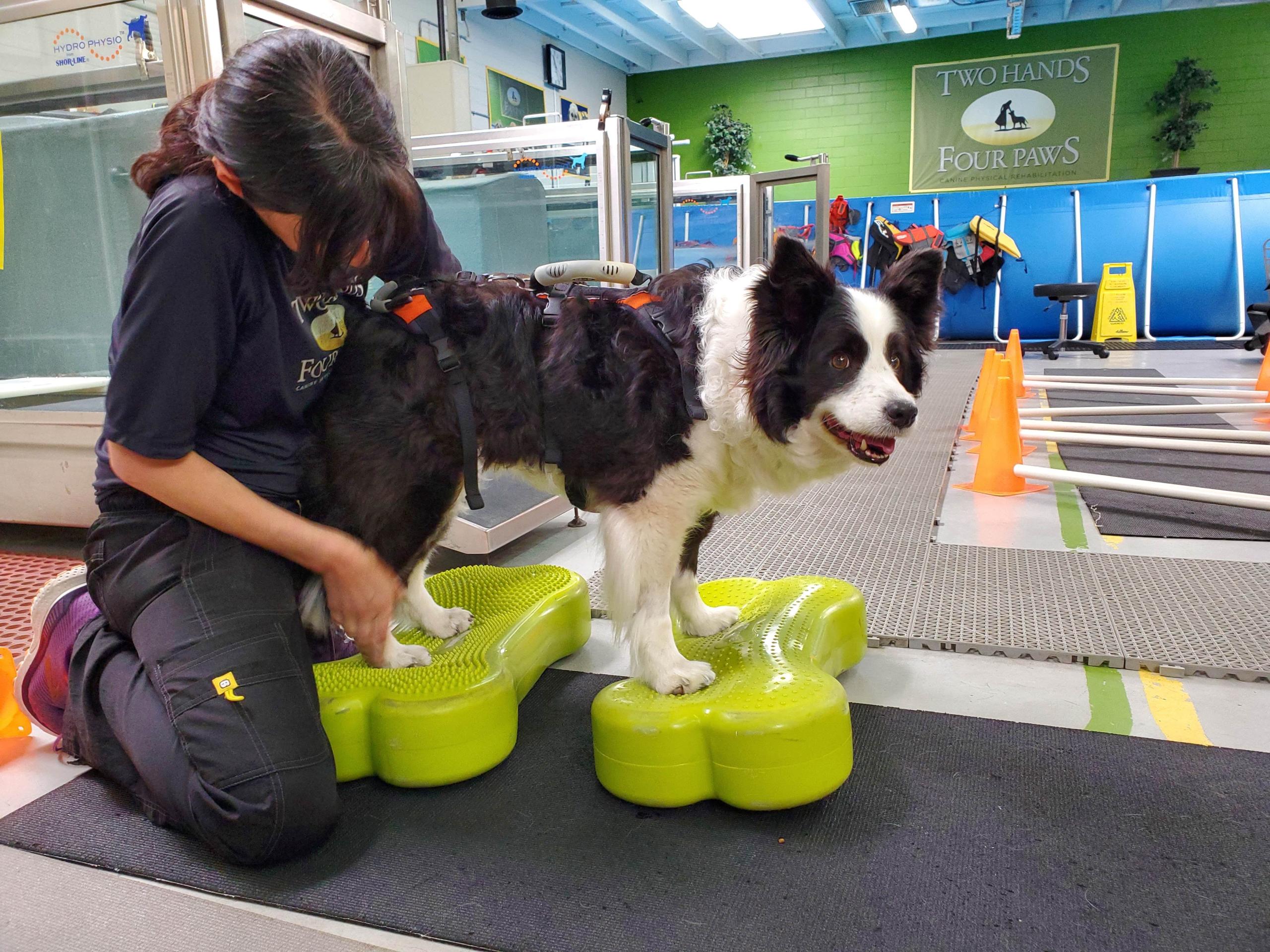 Physical rehab at Two Hands Four Paws