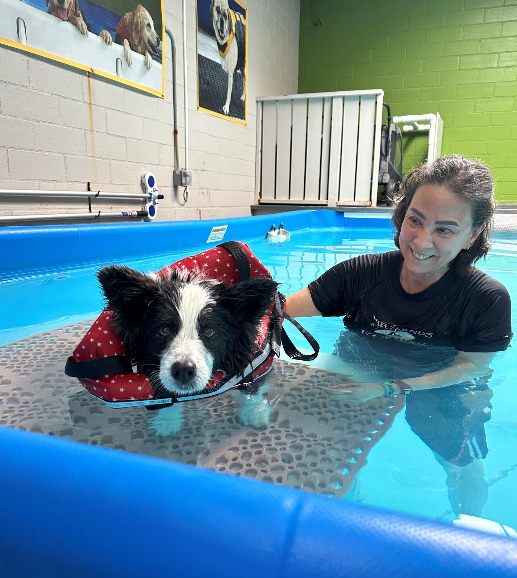 Hydrotherapy session at Two Hands Four Paws