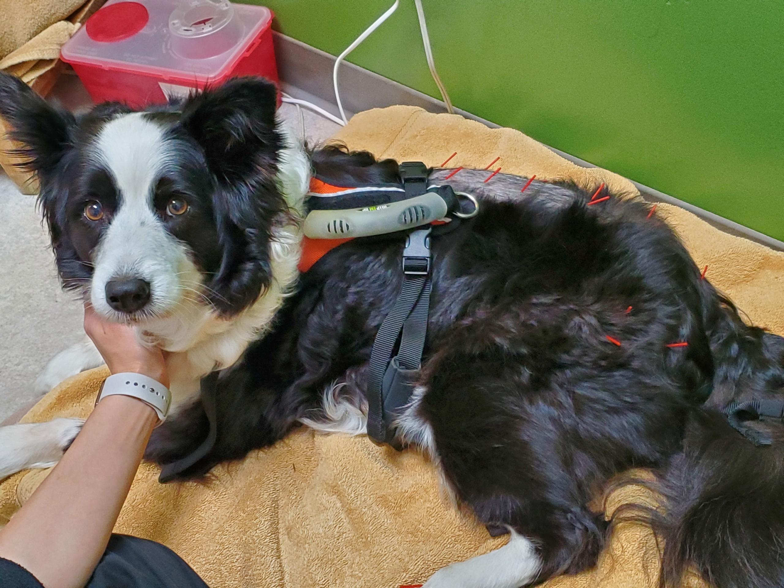 Acupuncture at Two Hands Four Paws