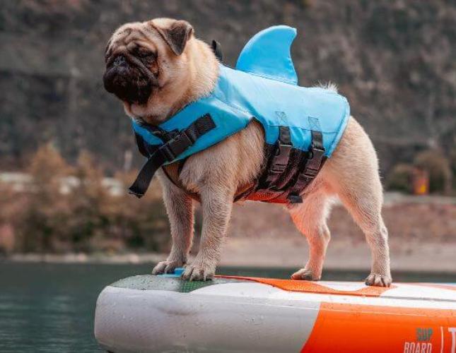 Keep Your Dog Safe on the Water with These Paddling Safety Tips