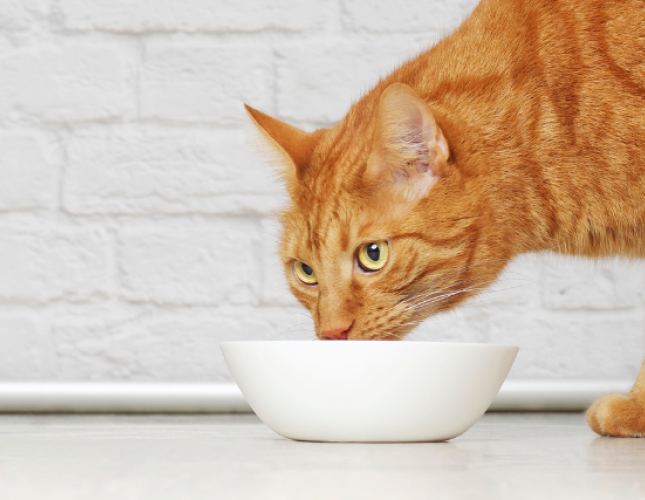 Help! My Cat is a Picky Eater! How to Know if Your Pet is Getting the Right Nutrients